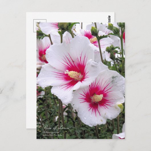 Rose de sharon : Carte postale (Devant / Derrière)