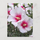 Rose de sharon : Carte postale (Devant)