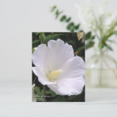Rose de sharon : Carte postale (Debout devant)