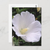 Rose de sharon : Carte postale (Devant / Derrière)
