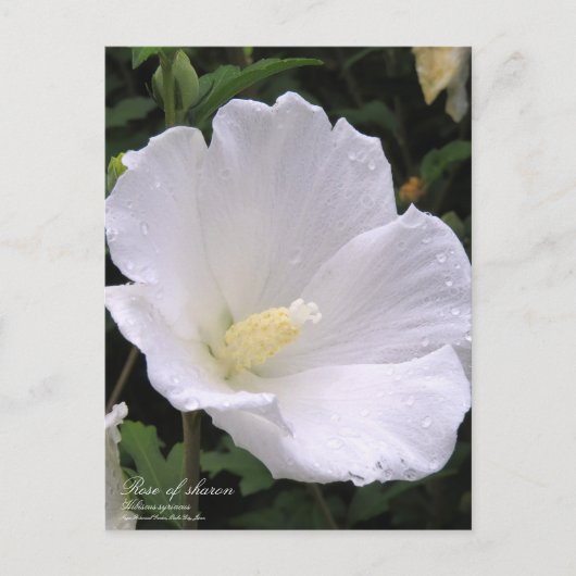 Rose de sharon : Carte postale (Devant)
