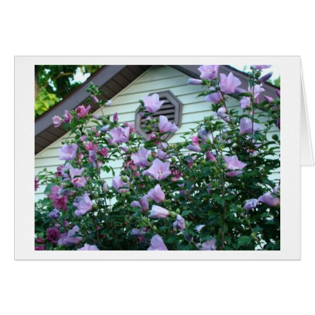 Rose de Sharon, de bonheur et de joie (Devant horizontal)