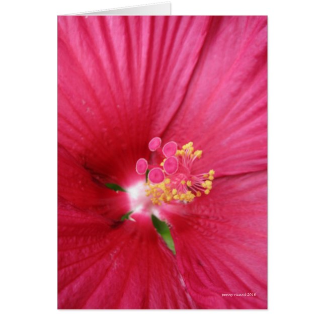 Rose de Sharon Flower Bush (Devant)