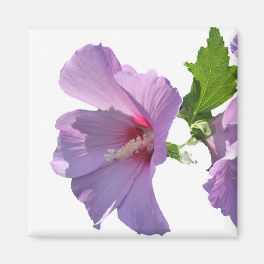 Rose de Sharon Magnet (Devant)