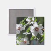 Rose de Sharon Magnet (Recto/Verso)