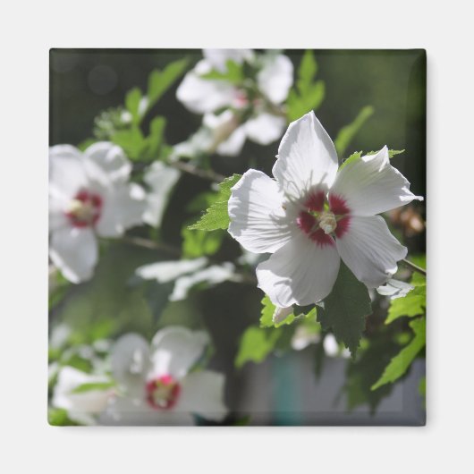 Rose de Sharon Magnet (Devant)