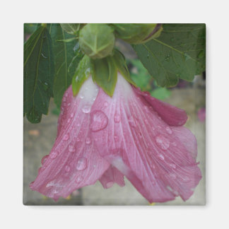 Rose de Sharon Petals avec Aimant Raindrops