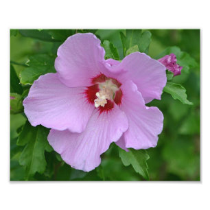 Rose De Sharon Photo Imprimer