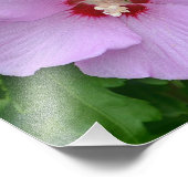 Rose De Sharon Photo Print (Coin)