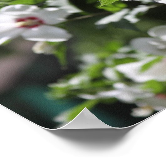 Rose de Sharon Posters (Coin)