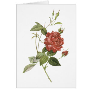 rose de thé (Rosa indica cruenta) par Redouté