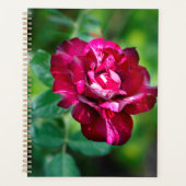 Rose de tigre violet (Devant)