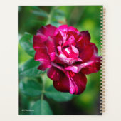 Rose de tigre violet (Dos)