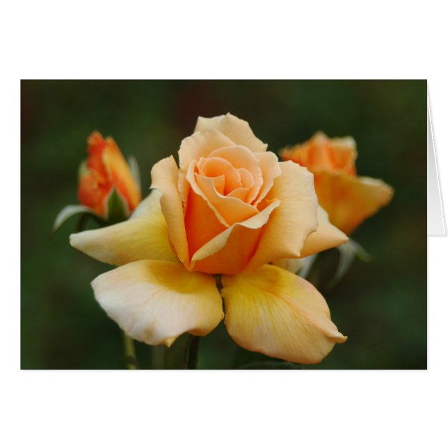 Rose d'or (Devant horizontal)