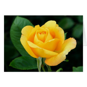 Rose d'or 23