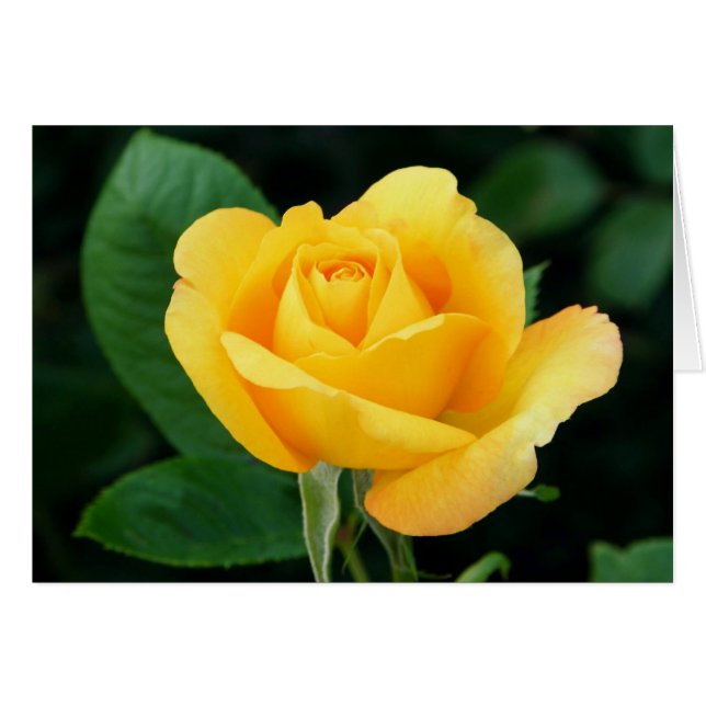Rose d'or 23 (Devant horizontal)