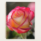 Rose Double Delight (Devant)
