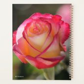 Rose Double Delight (Dos)
