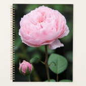 Rose du château d'Alnwick (Devant)