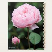 Rose du château d'Alnwick (Dos)