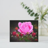 Rose du château évêque #1-2 Carte postale (Debout devant)