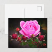 Rose du château évêque #1-2 Carte postale (Devant / Derrière)