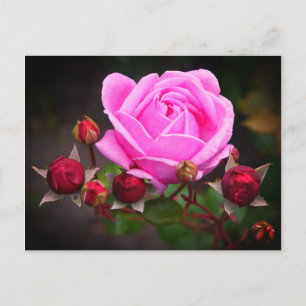 Rose du château évêque #1-2 Carte postale