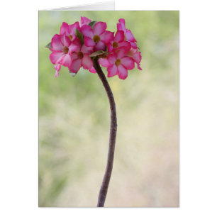 Rose du désert en rose