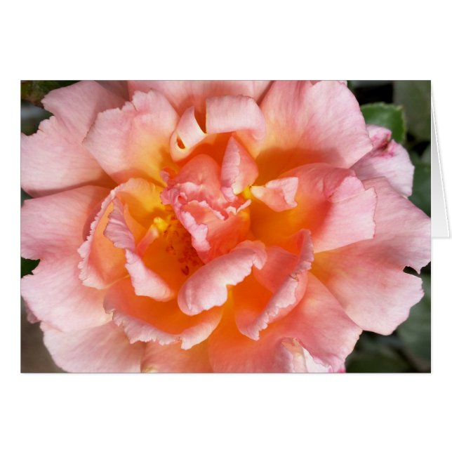 rose en automne (Devant horizontal)