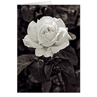 Rose en noir et blanc