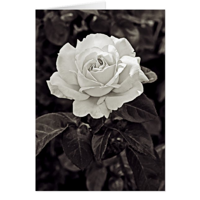 Rose en noir et blanc (Devant)