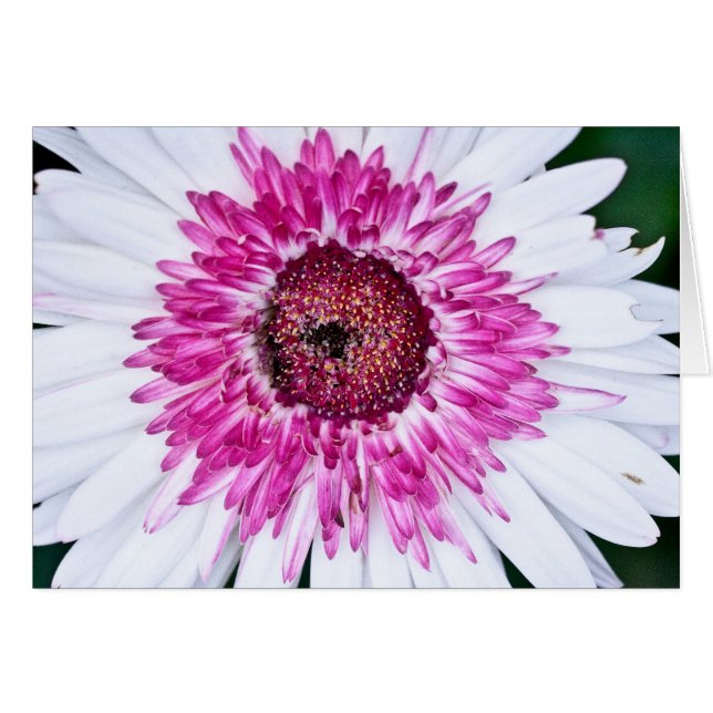 Rose et blanc (Devant horizontal)