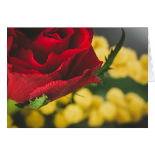 Rose et mimosas (Devant horizontal)