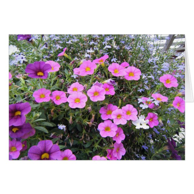 "Rose et pourpre" (Devant Horizontal)