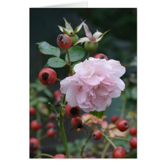 Rose et Rosehips (Devant)