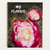 Rose, fleur, rose 1 (Devant)