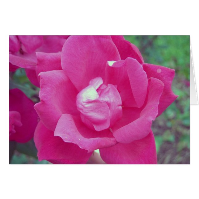 Rose foncée photo (Devant horizontal)