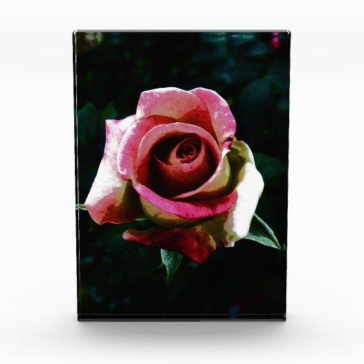rose fotoblokken (Voorkant)