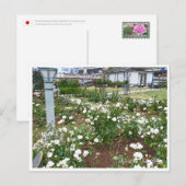 Rose Garden Briefkaart (Voorkant / Achterkant)
