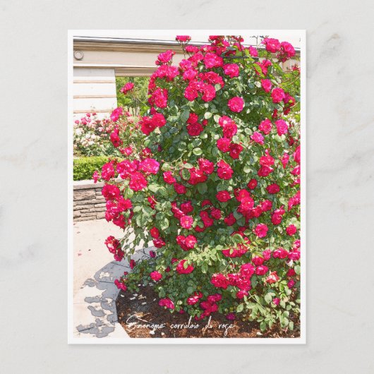 Rose Garden Briefkaart (Voorkant)