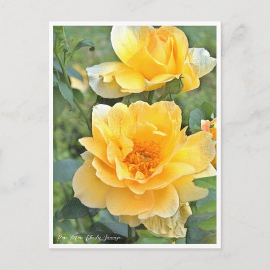 Rose Garden Briefkaart (Voorkant)