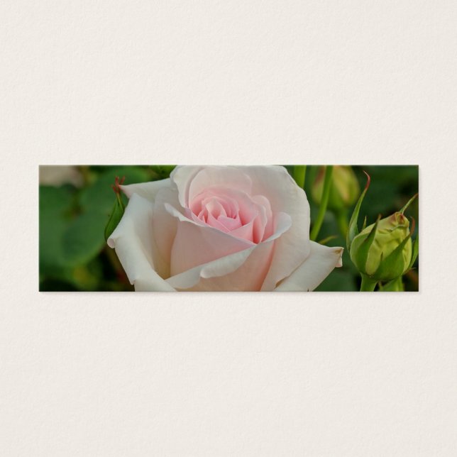 Rose hybride Ophélie rose (Devant)