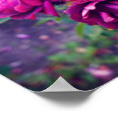 Rose Iceberg Bourgogne #3 Poster (Coin)