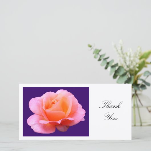 Rose II - Merci (Debout devant)