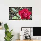 Rose in November,  Poster (Thuiskantoor)