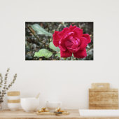 Rose in November,  Poster (Keuken)