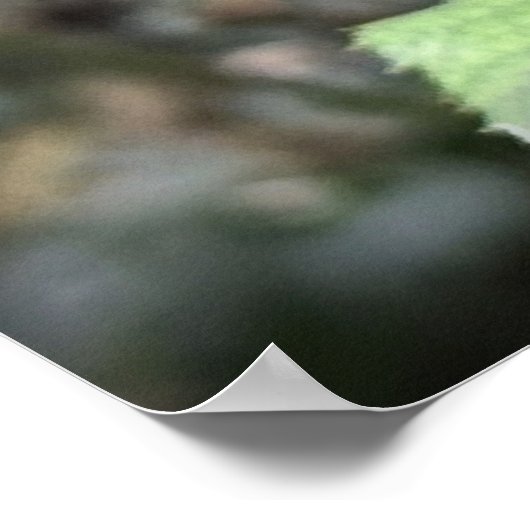 Rose in November,  Poster (Hoek)