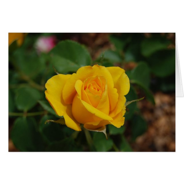 Rose jaune (Devant horizontal)