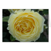 Rose jaune (Devant Horizontal)