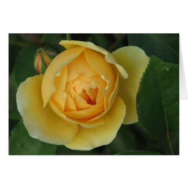 Rose jaune (Devant horizontal)